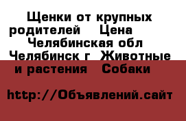 Щенки от крупных родителей. › Цена ­ 300 - Челябинская обл., Челябинск г. Животные и растения » Собаки   